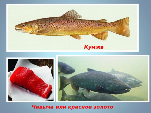 Кумжа Чавыча или красное золото 