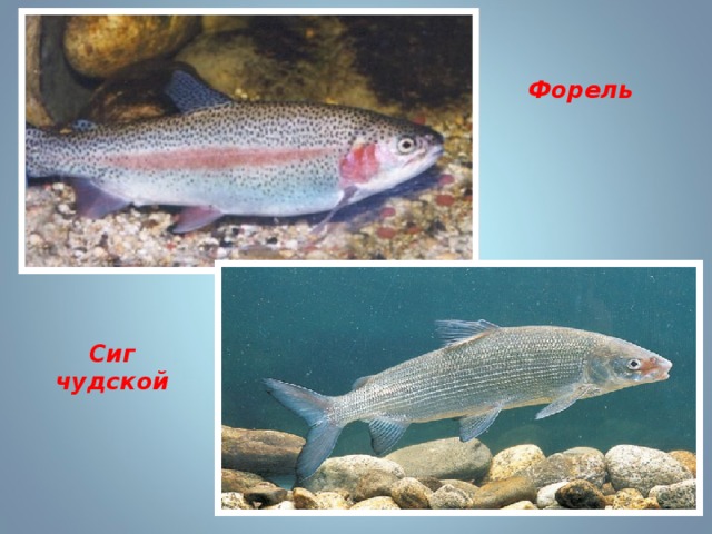 Форель Сиг чудской 