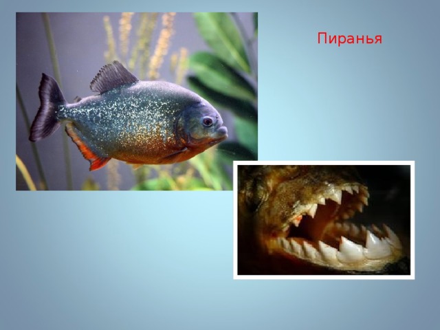 Пиранья 