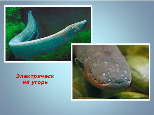 Электрический угорь 