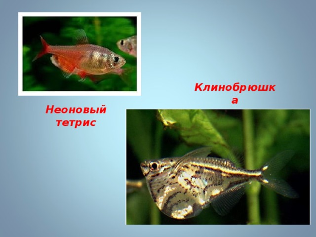 Клинобрюшка Неоновый тетрис 