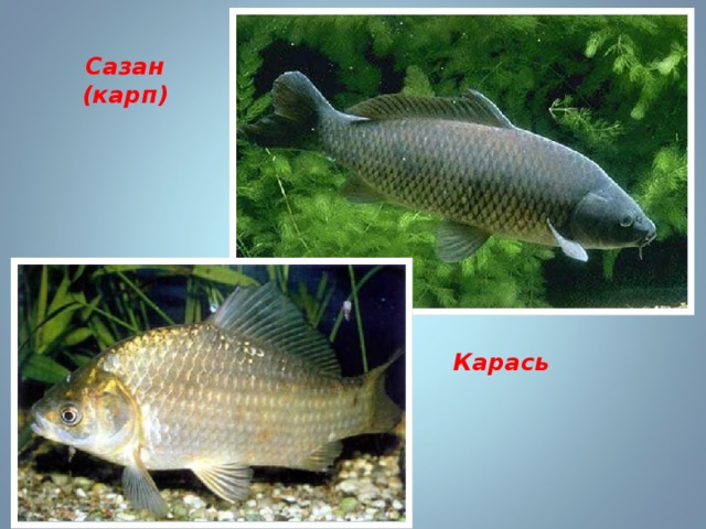Сазан (карп) Карась  
