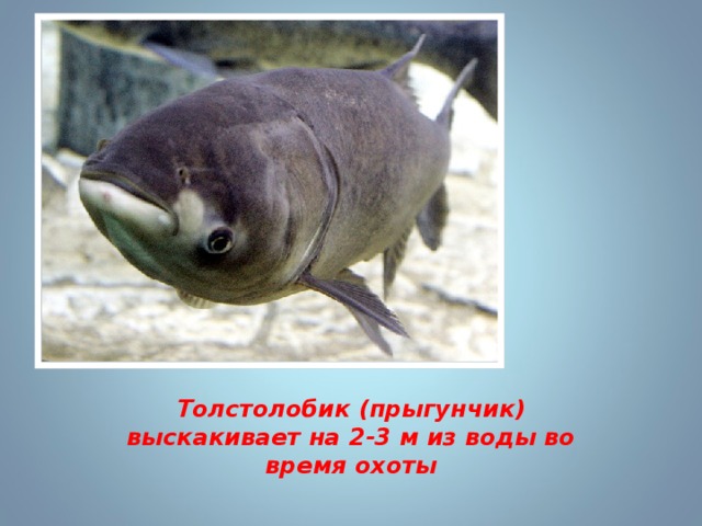 Толстолобик (прыгунчик) выскакивает на 2-3 м из воды во время охоты 