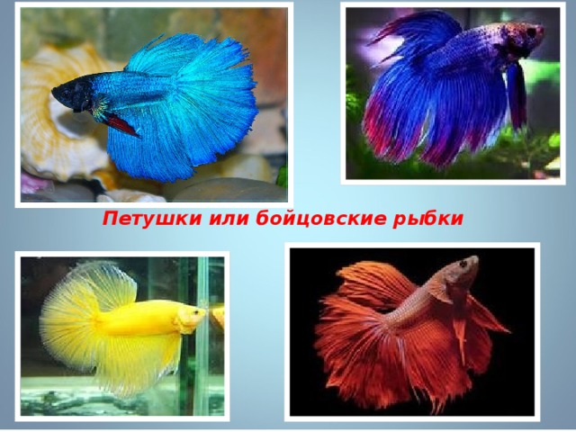 Петушки или бойцовские рыбки 