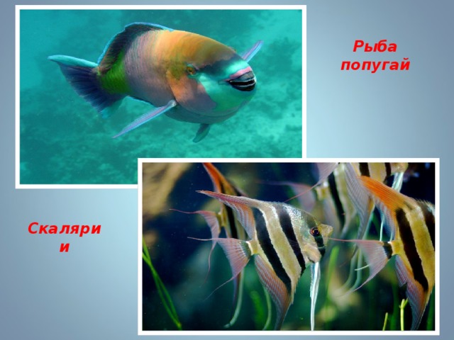 Рыба попугай Скалярии 