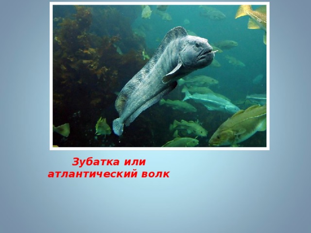 Зубатка или атлантический волк 
