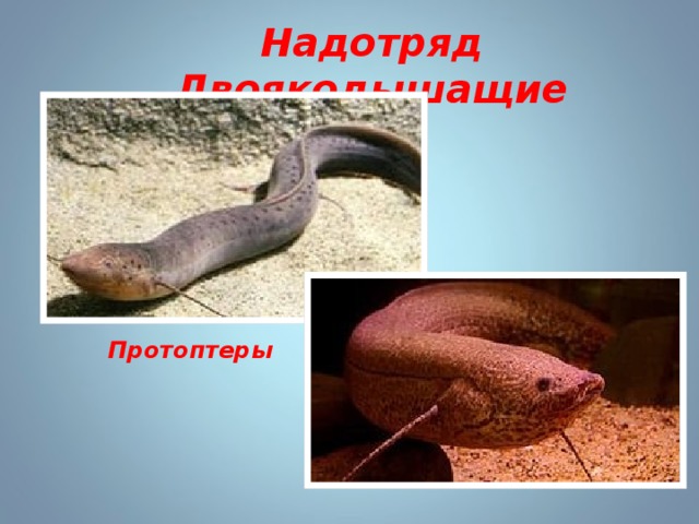 Надотряд Двоякодышащие Протоптеры 