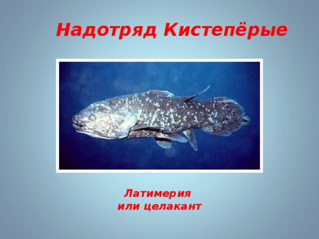 Надотряд Кистепёрые Латимерия или целакант 