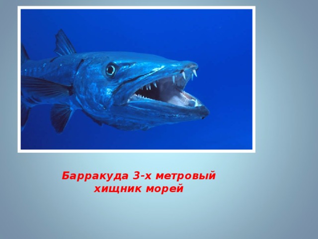 Барракуда 3-х метровый хищник морей 