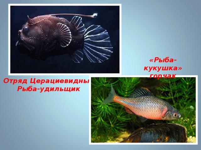 «Рыба-кукушка» горчак Отряд Церациевидные Рыба-удильщик 
