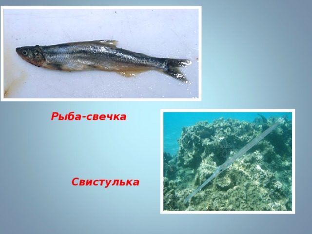 Рыба-свечка Свистулька 