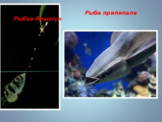 Рыба прилипала Рыбка-брызгун 
