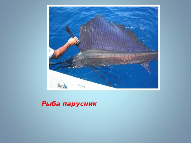 Рыба парусник 