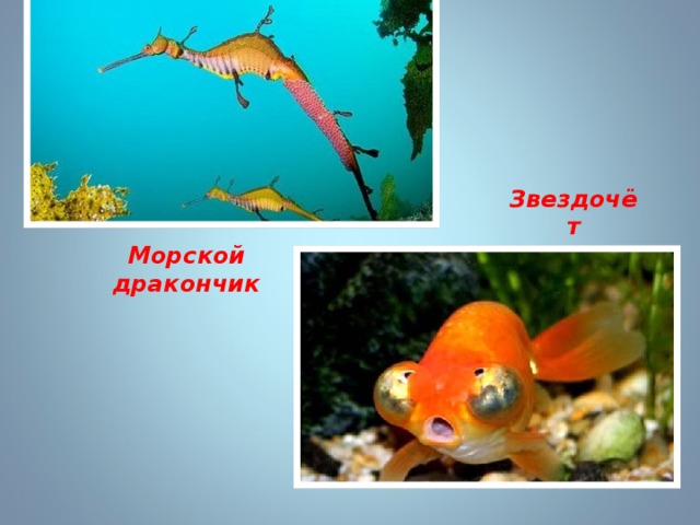 Звездочёт Морской дракончик  
