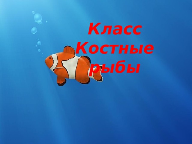 Класс Костные рыбы 