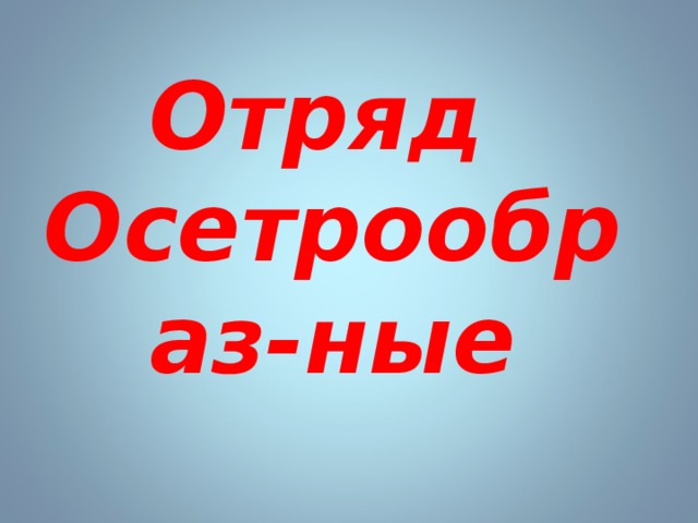 Отряд Осетрообраз-ные 