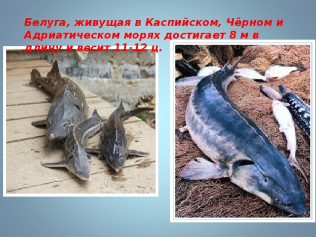Белуга, живущая в Каспийском, Чёрном и Адриатическом морях достигает 8 м в длину и весит 11-12 ц. 