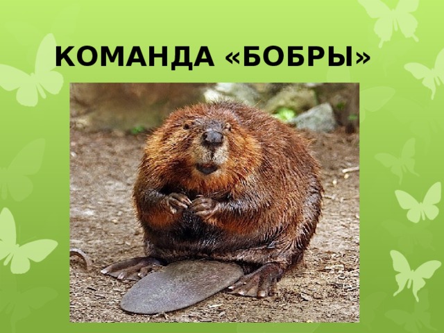 КОМАНДА «БОБРЫ» 