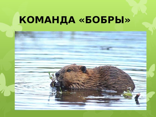 КОМАНДА «БОБРЫ» 