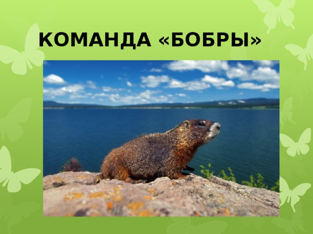 КОМАНДА «БОБРЫ» 