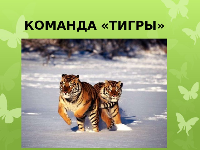 КОМАНДА «ТИГРЫ» 