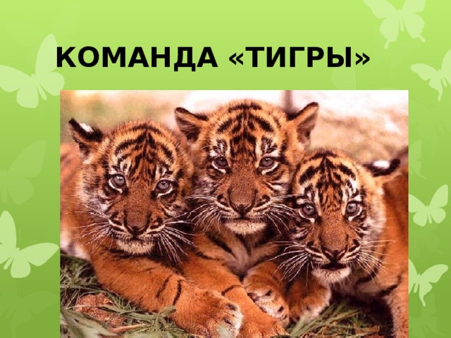 КОМАНДА «ТИГРЫ» 