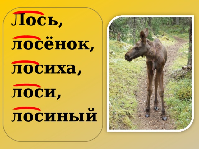 Лось, лосёнок, лосиха, лоси, лосиный 