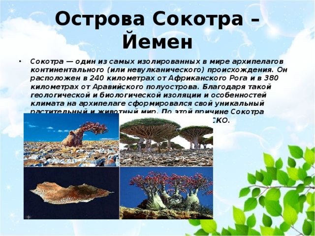 Острова Сокотра –Йемен Сокотра — один из самых изолированных в мире архипелагов континентального (или невулканического) происхождения. Он расположен в 240 километрах от Африканского Рога и в 380 километрах от Аравийского полуострова. Благодаря такой геологической и биологической изоляции и особенностей климата на архипелаге сформировался свой уникальный растительный и животный мир. По этой причине Сокотра внесена в список всемирного наследия ЮНЕСКО. 