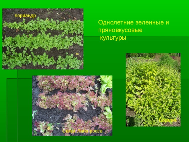 Кориандр Однолетние зеленные и пряновкусовые  культуры Базилик Салат Лоло-росса 