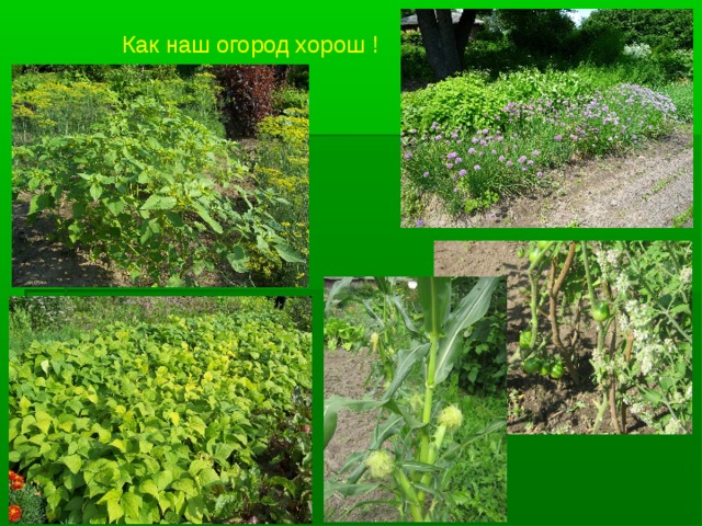 Как наш огород хорош ! 
