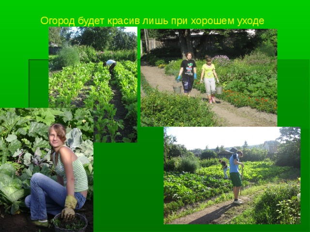 Огород будет красив лишь при хорошем уходе  