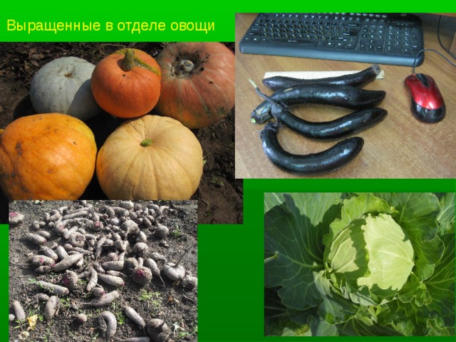 Выращенные в отделе овощи 