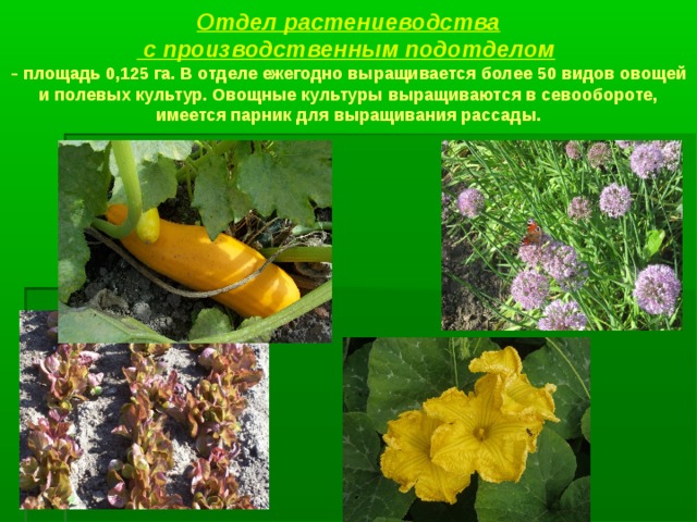 Отдел растениеводства  с производственным подотделом   – площадь 0,125 га. В отделе ежегодно выращивается более 50 видов овощей и полевых культур. Овощные культуры выращиваются в севообороте, имеется парник для выращивания рассады.  