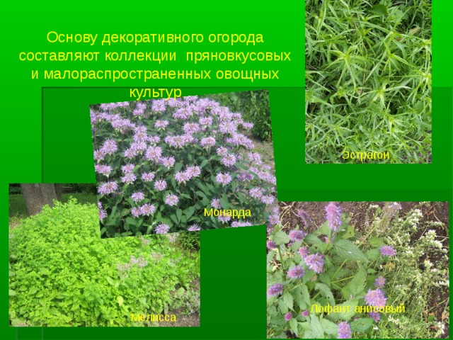 Основу декоративного огорода составляют коллекции пряновкусовых и малораспространенных овощных культур Эстрагон Монарда Лофант анисовый Мелисса  