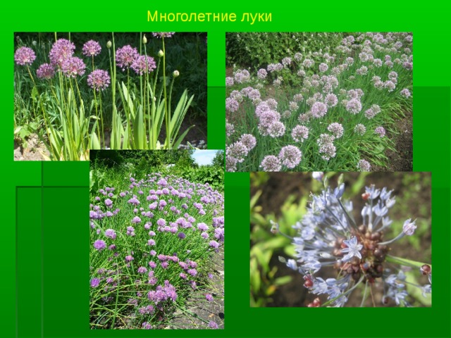 Многолетние луки 