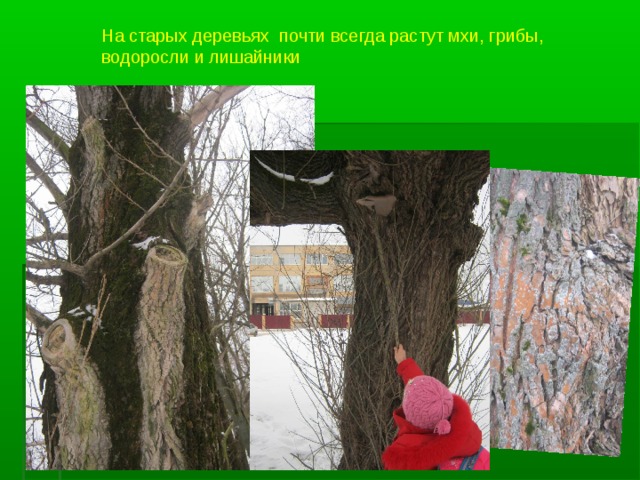 На старых деревьях почти всегда растут мхи, грибы, водоросли и лишайники 