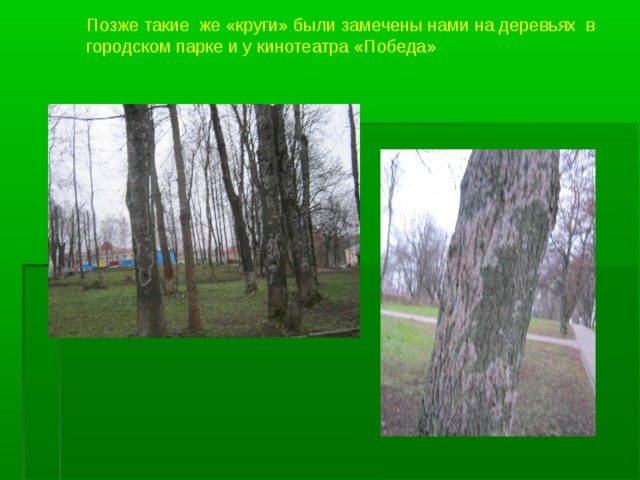Позже такие же «круги» были замечены нами на деревьях в городском парке и у кинотеатра «Победа» 