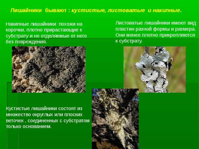 Лишайники бывают : кустистые, листоватые и накипные . Листоватые лишайники имеют вид пластин разной формы и размера. Они менее плотно прикрепляются к субстрату. Накипные лишайники похожи на корочки, плотно прирастающие к субстрату и не отделяемые от него без повреждения.   Кустистые лишайники состоят из множество округлых или плоских веточек , соединенных с субстратом только основанием. 