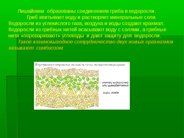  Лишайники образованы соединением гриба и водоросли.   Гриб впитывает воду и растворяет минеральные соли. Водоросли из углекислого газа, воздуха и воды создают крахмал. Водоросли из грибных нитей всасывают воду с солями, а грибные нити «переваривают» углеводы и дают защиту для водоросли.  Такое взаимовыгодное сотрудничество двух живых организмов называют симбиозом. 