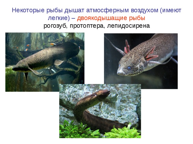 Некоторые рыбы дышат атмосферным воздухом (имеют легкие) – двоякодышащие рыбы рогозуб, протоптера, лепидосирена 