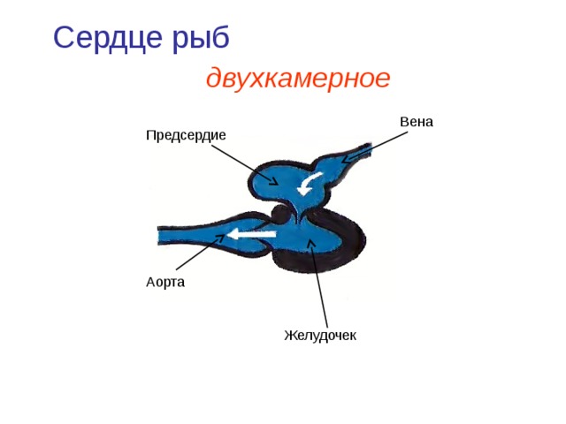 Сердце рыб двухкамерное Вена Предсердие Аорта Желудочек 
