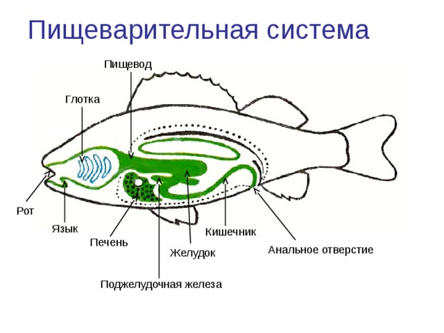 Пищеварительная система Пищевод Глотка Рот Язык Кишечник Печень Анальное отверстие Желудок Поджелудочная железа 