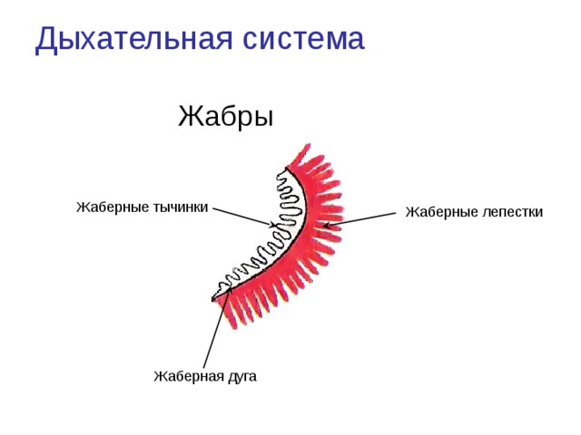 Дыхательная система Жабры Жаберные тычинки Жаберные лепестки Жаберная дуга 