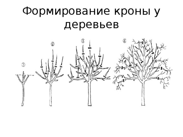 Формирование кроны у деревьев 