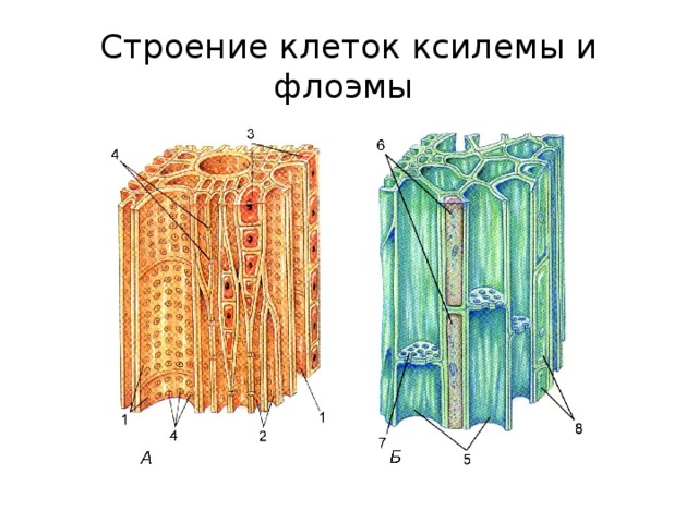 Строение клеток ксилемы и флоэмы 