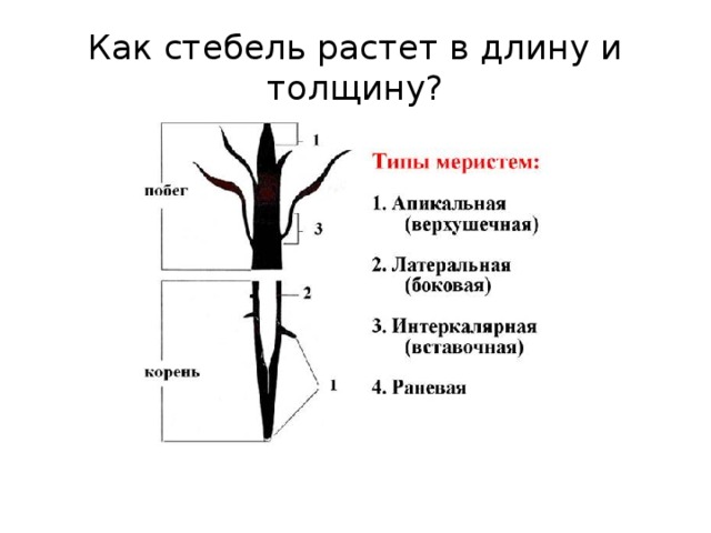 Как стебель растет в длину и толщину? 