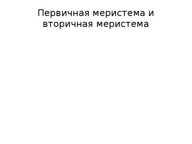 Первичная меристема и вторичная меристема 