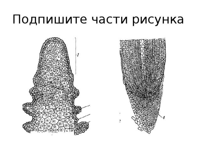 Подпишите части рисунка 