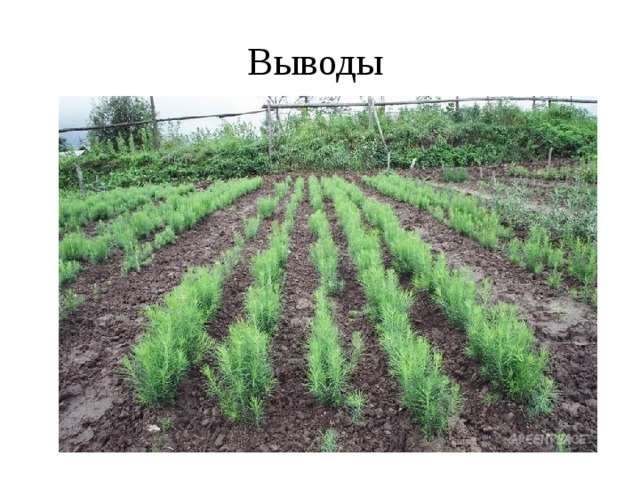 Выводы 