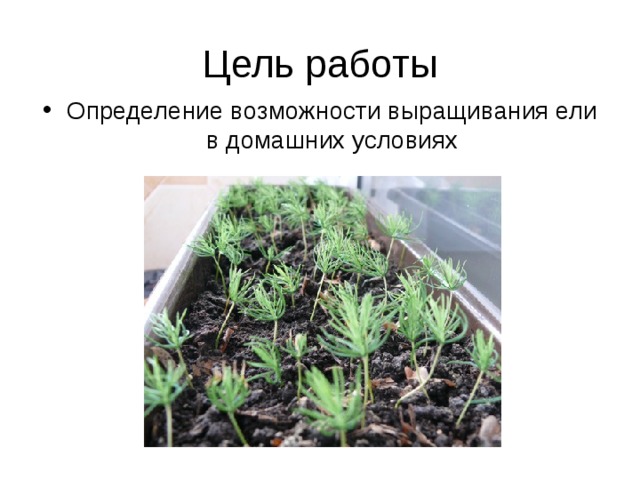 Определение возможности выращивания ели в домашних условиях 
